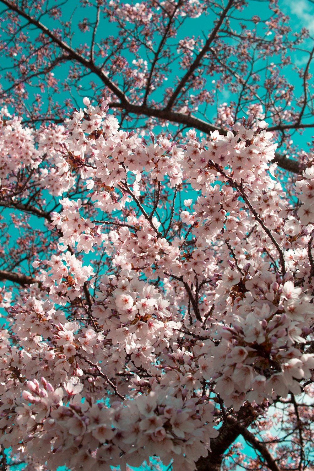 white sakura tree