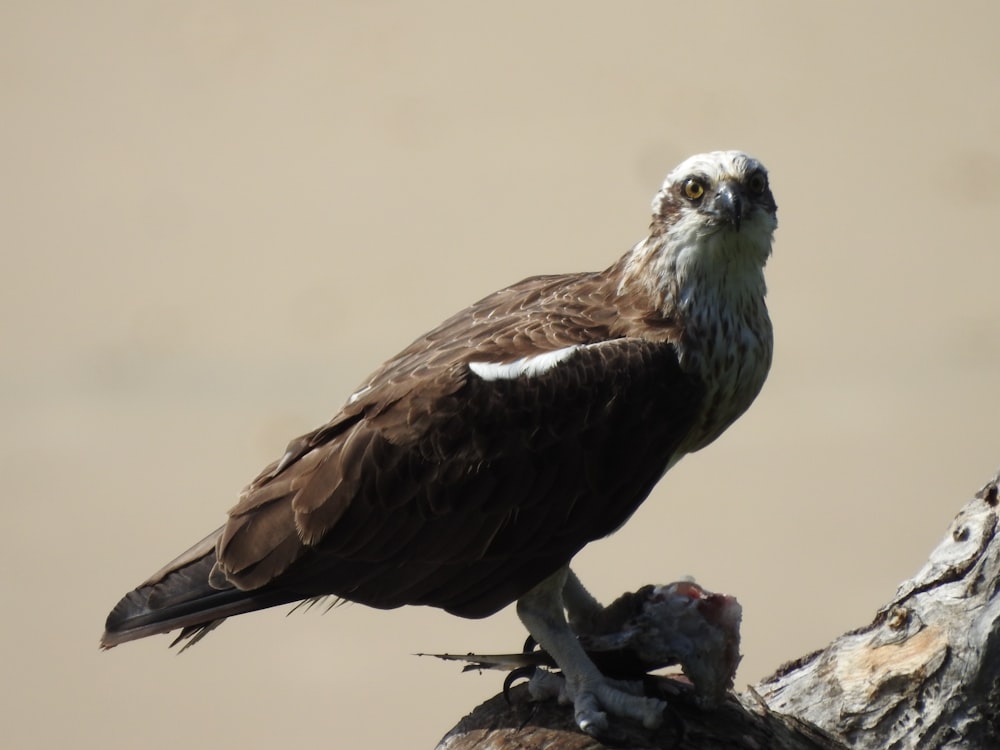 oiseau brun et gris