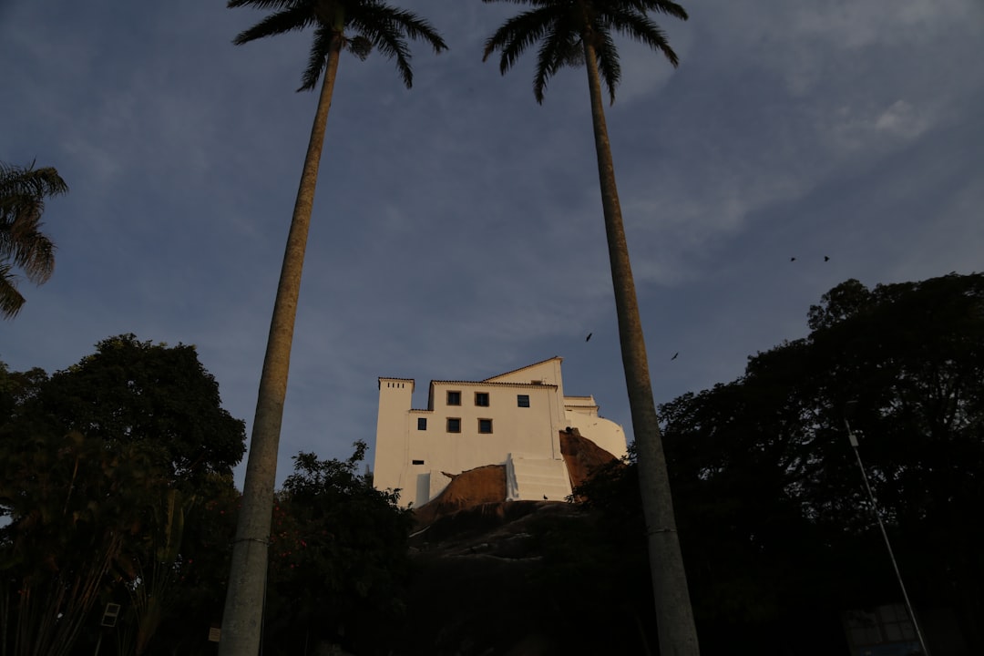 palm trees near white painted house