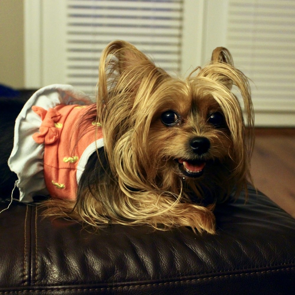 long-coat brown dog wearing red dress