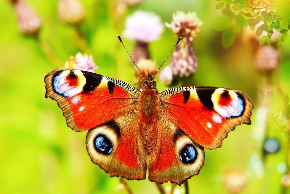 orange and brown butterfly