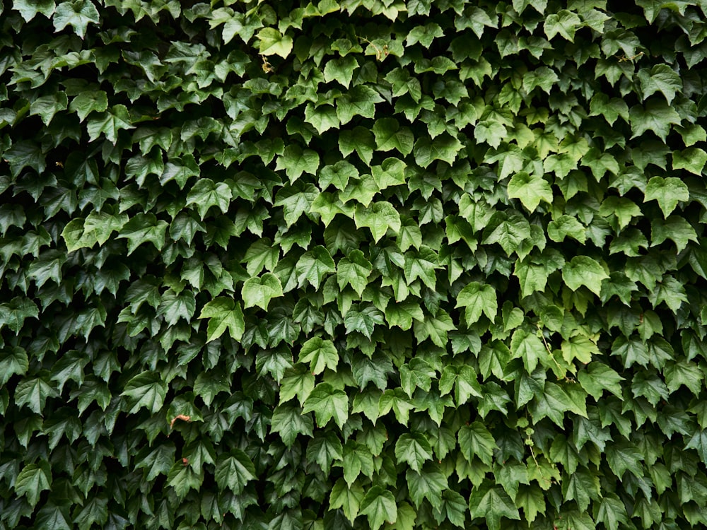 green leafed plant