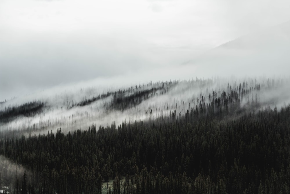 aerial photography of pine trees covered by clouds