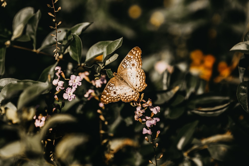 selective-focus photography of brown butterfly perching on plant