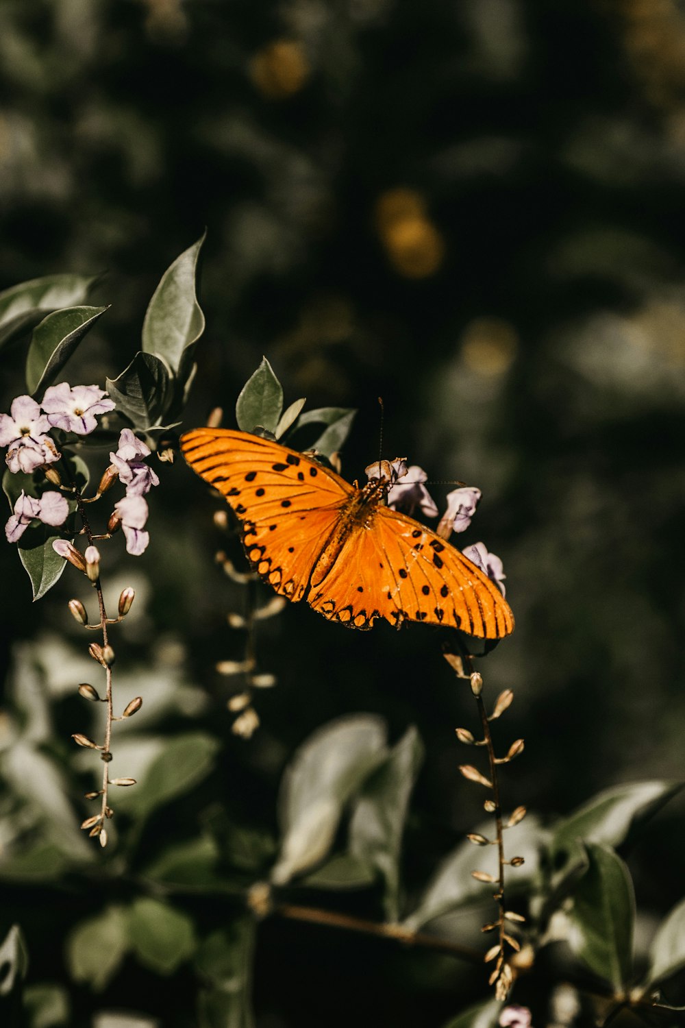 butterfly perching on plant