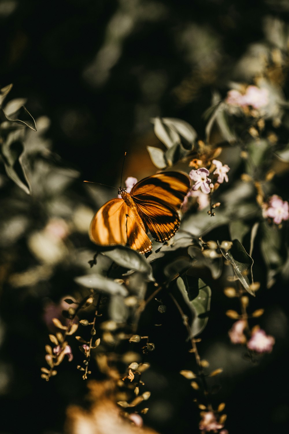 Mariposa marrón y negra