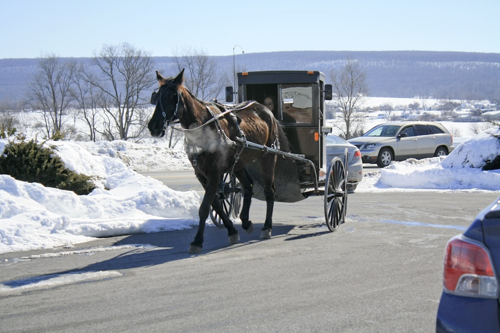 horse and carriage on road