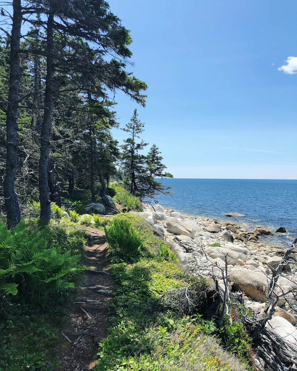 pine trees near seashore