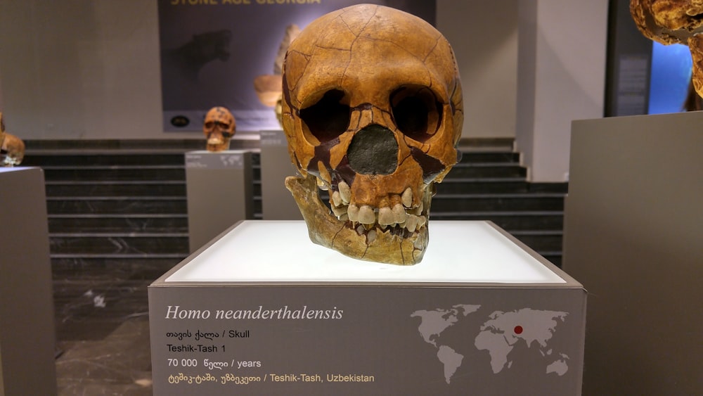exibição de crânio humano