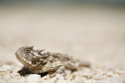 A close-up of a thorny dragon lizard blending perfectly with desert sand.