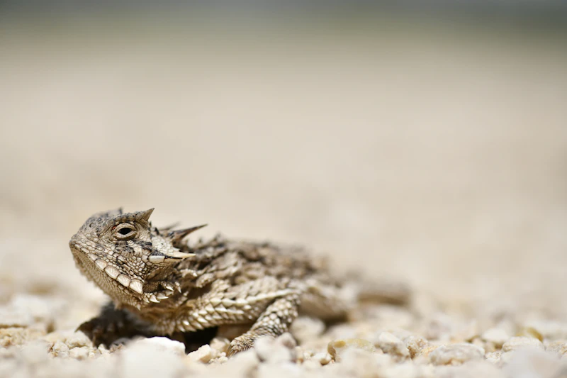 Texas Horned Lizard (Phrynosoma cornutum) in natural habitat