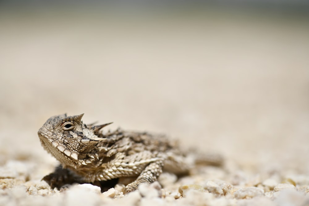 brown lizard on brown soil in close-up photography