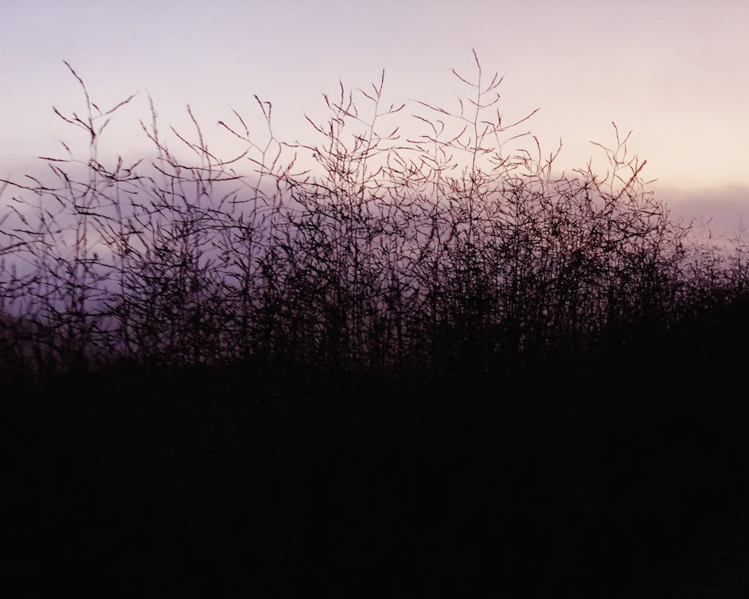 silhouette plant