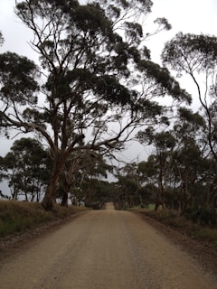 Wide shot of winding dirt road cutting through eucalyptus trees.