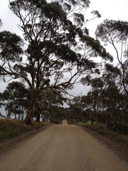 A dusty highway stretching into the sunlit Australian outback, dotted with eucalyptus trees.