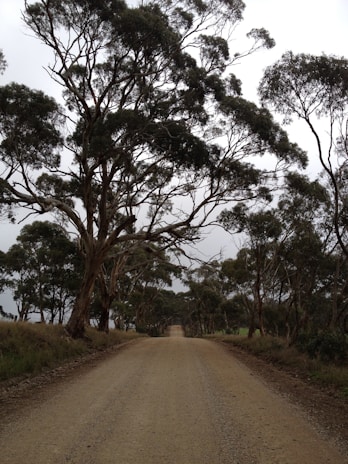 Wide shot of winding dirt road cutting through eucalyptus trees.