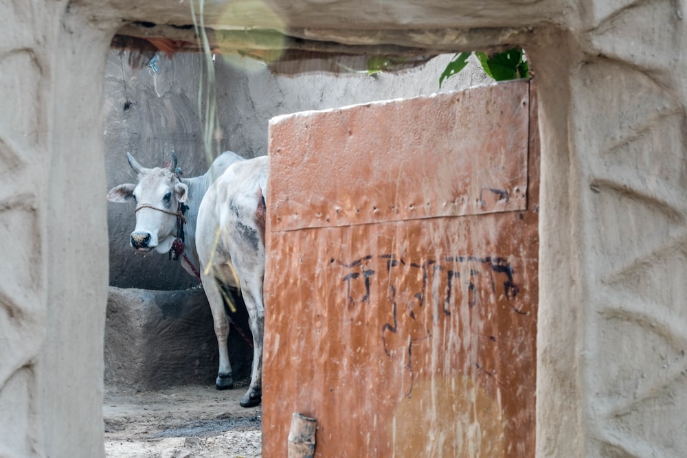 white and black cow