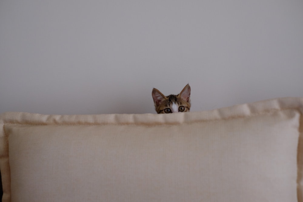 brown and white cat