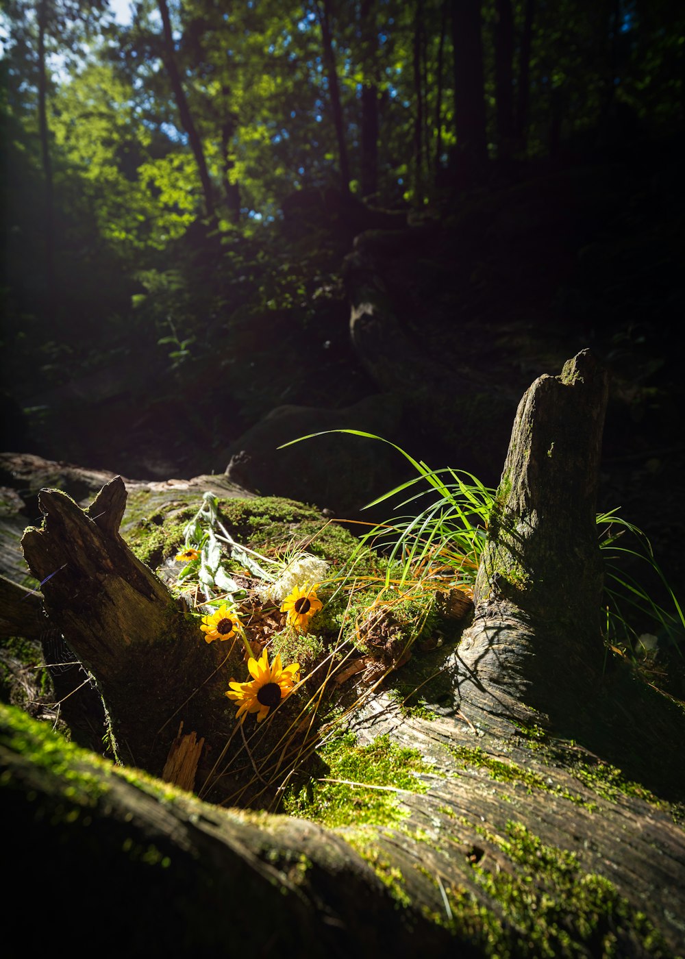 green moss on brown tree trunk