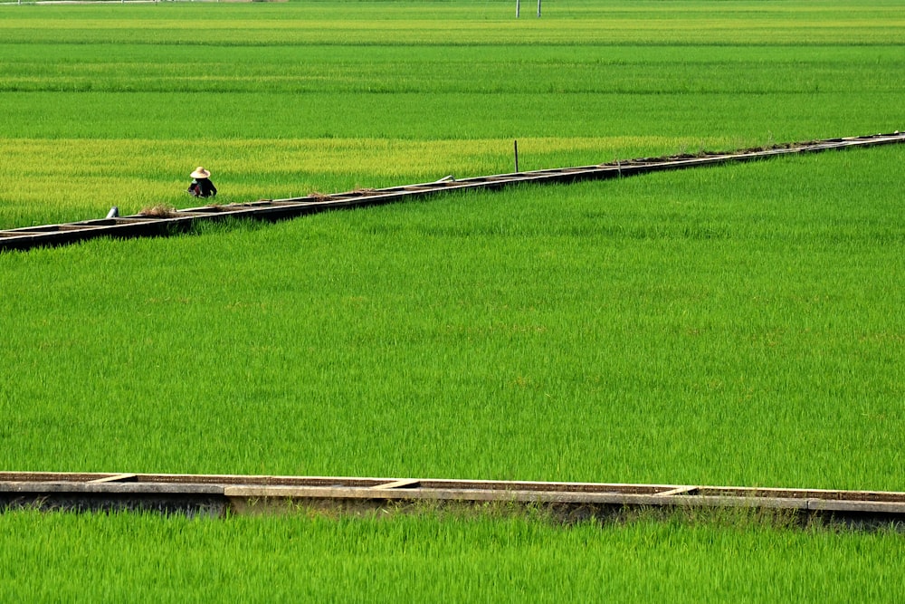 green grass field