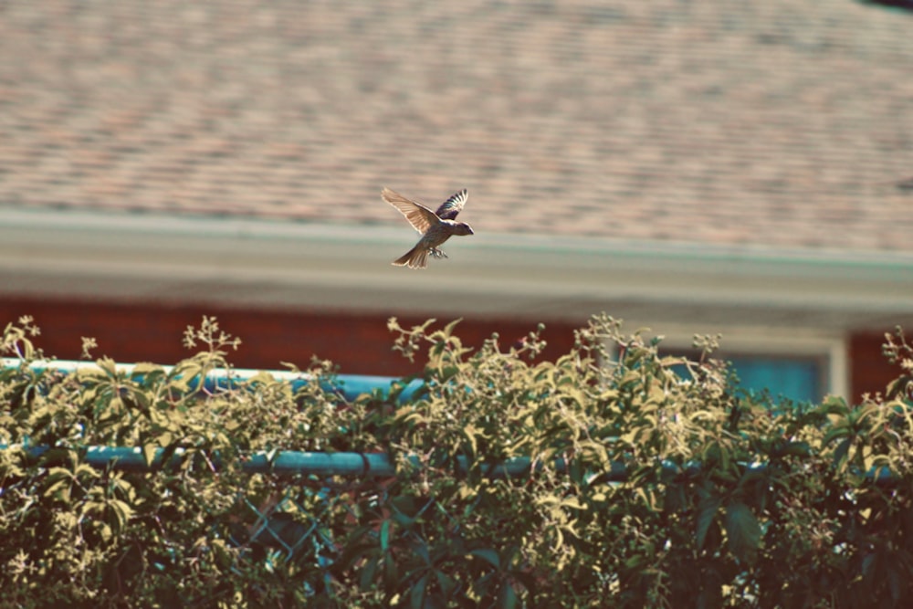 brown bird on green green leaf plant