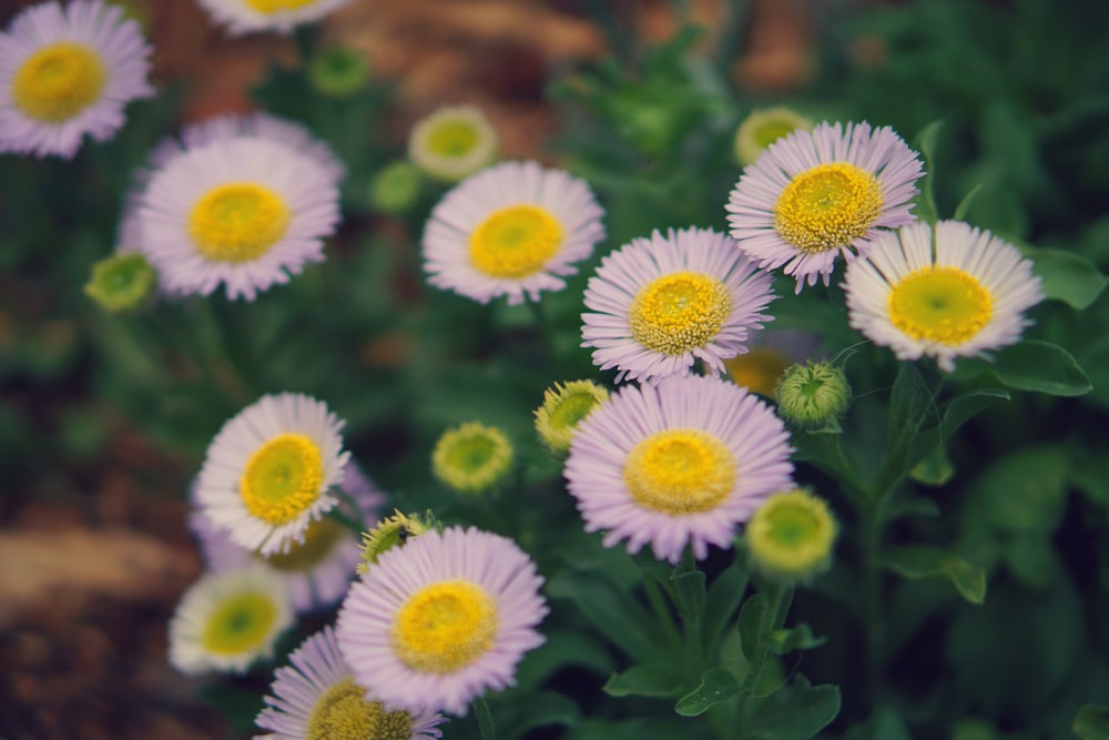 daisy flower field