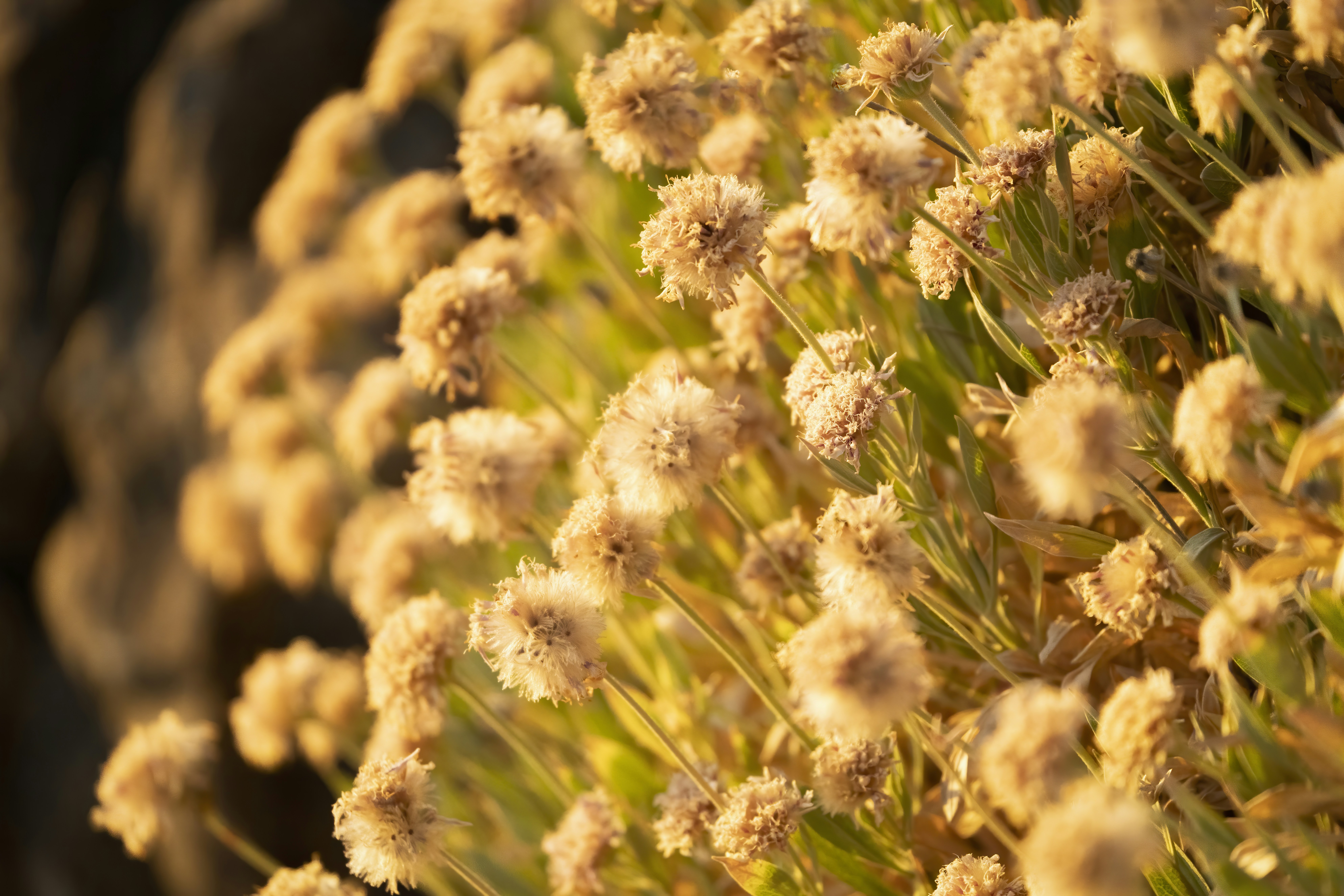 Photo by christianbuehner