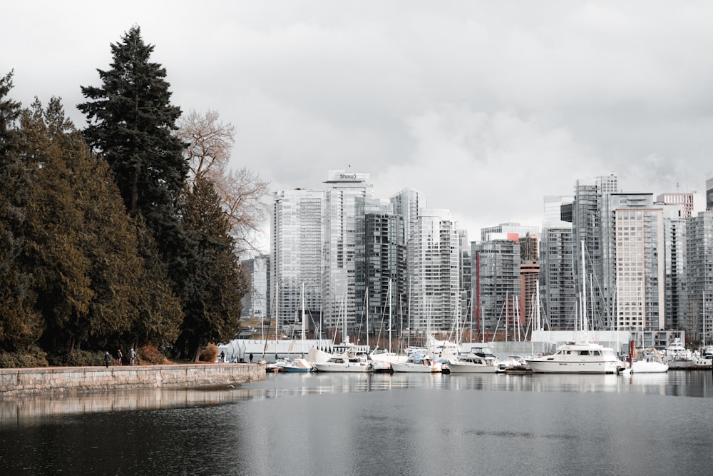 yachts in body of water near tree