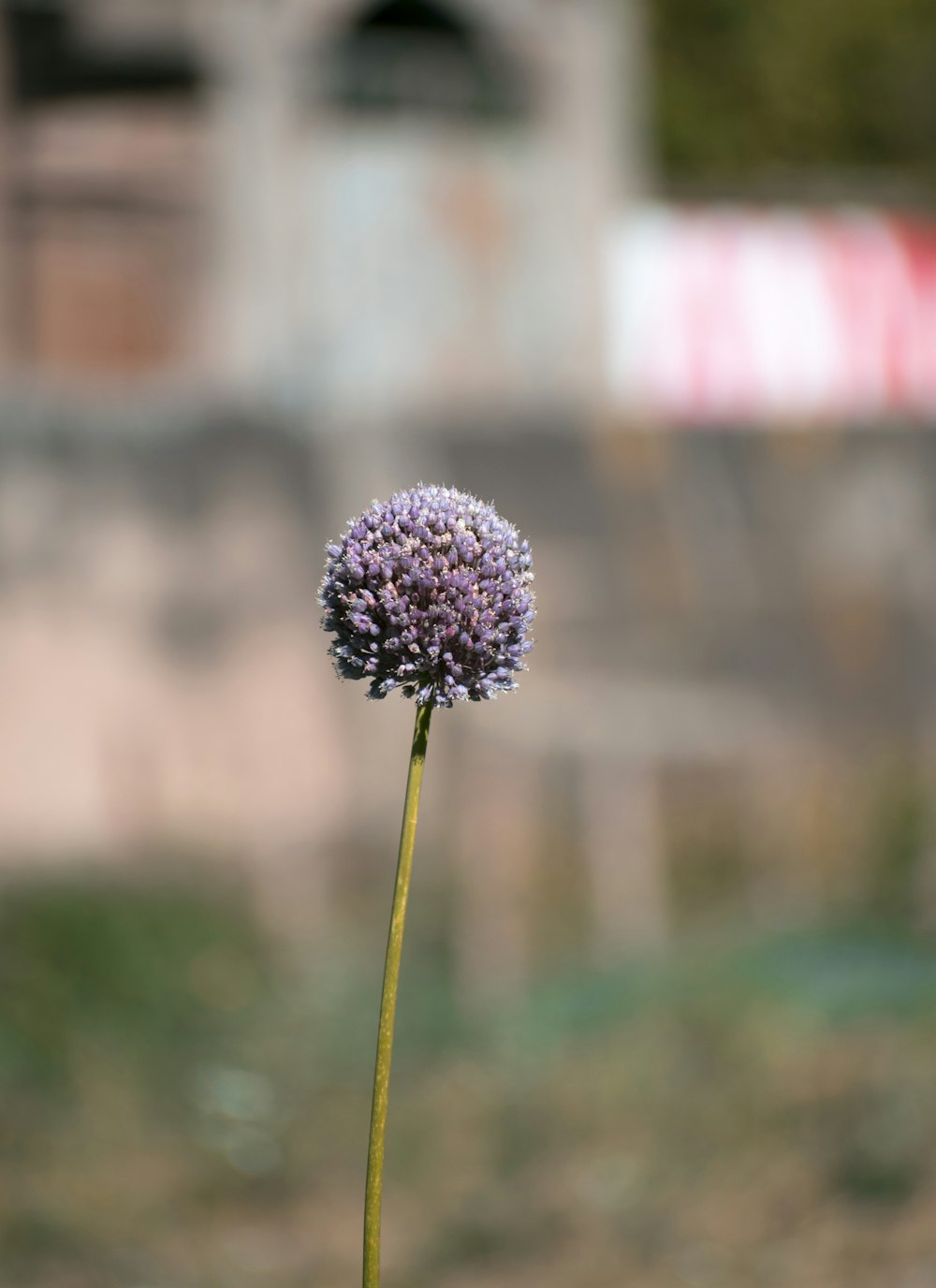 purple-petaled flower