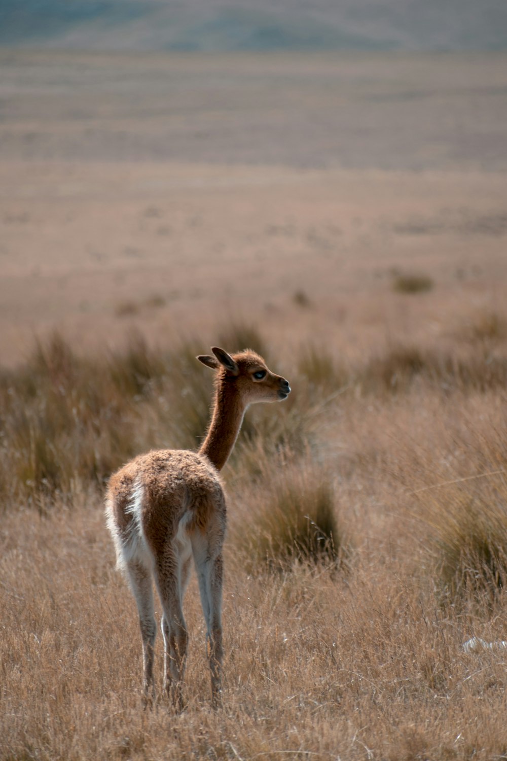 brown deer on brown grass