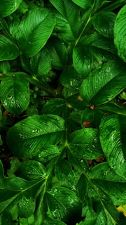 green leaf plant