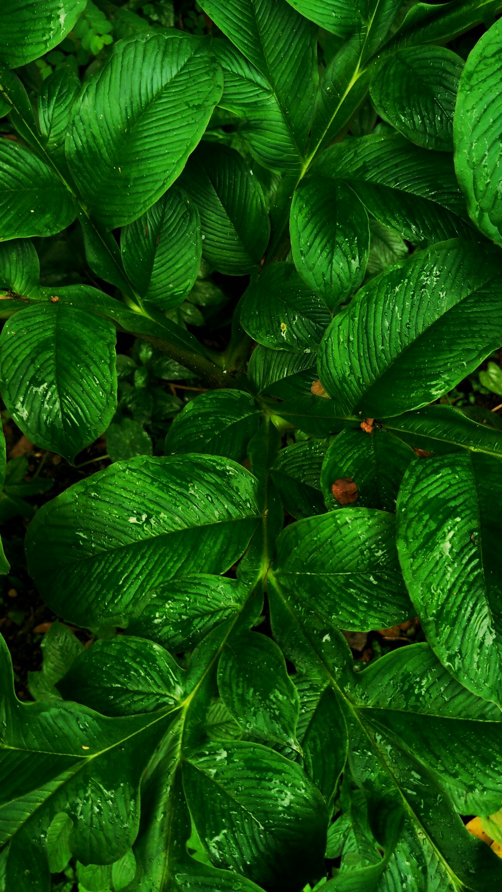 green leaf plant