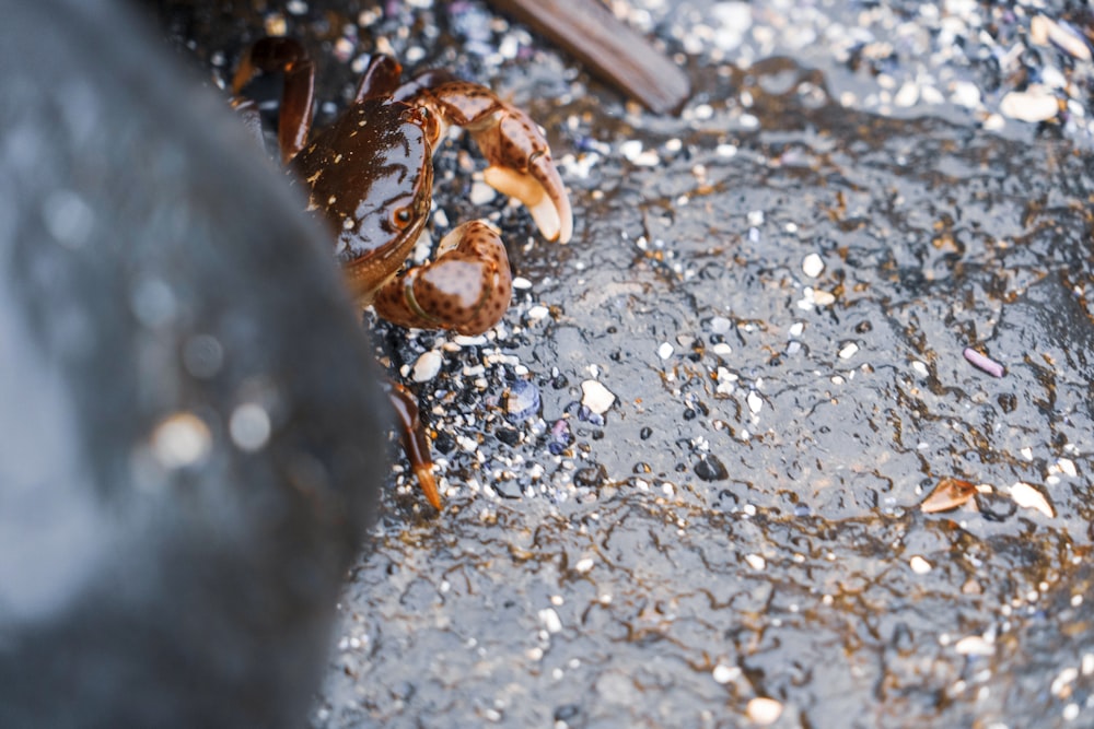 a close up of a piece of food on the ground