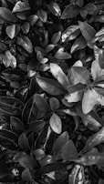 A monochrome photograph of dense foliage, featuring a variety of small to medium-sized leaves with varying shades, textures, and light reflections.