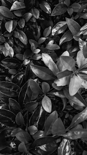 A monochrome photograph of dense foliage, featuring a variety of small to medium-sized leaves with varying shades, textures, and light reflections.