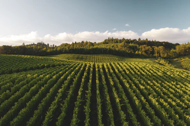 Rows of green grapevines in a vineyard under a warm low sun