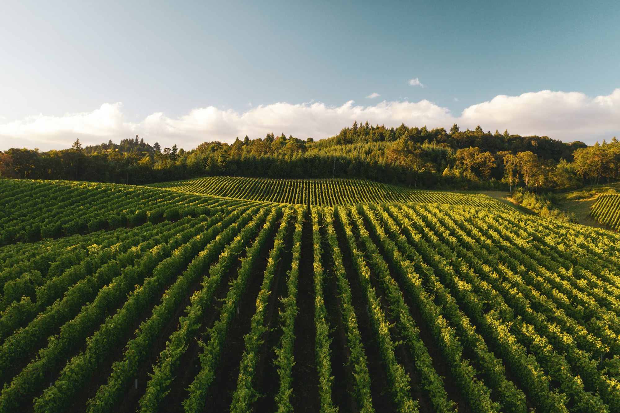 Angle two of Zenith Vineyards outside Salem, Oregon. These vineyards are scattered over several hills outside Salem, Oregon. This area, called the Willamette Valley, is a major producer of wine in the United States. Delicious wine. 