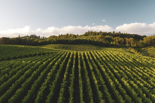 Willamette Valley vineyard landscape