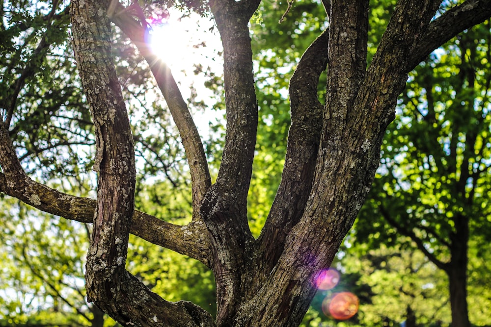 brown leaf tree