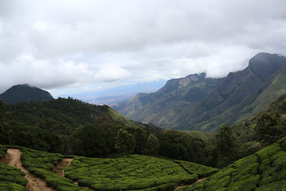 A serene Himalayan mountain range with coffee plants thriving in the foreground under soft morning light.