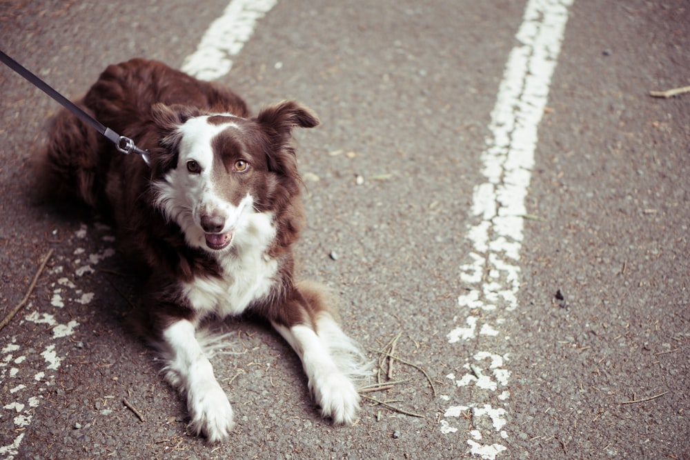 long-coat brown and white dog