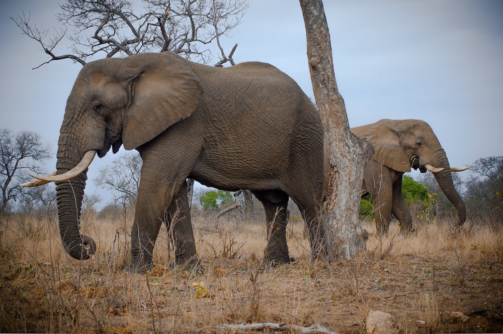 two gray elephants