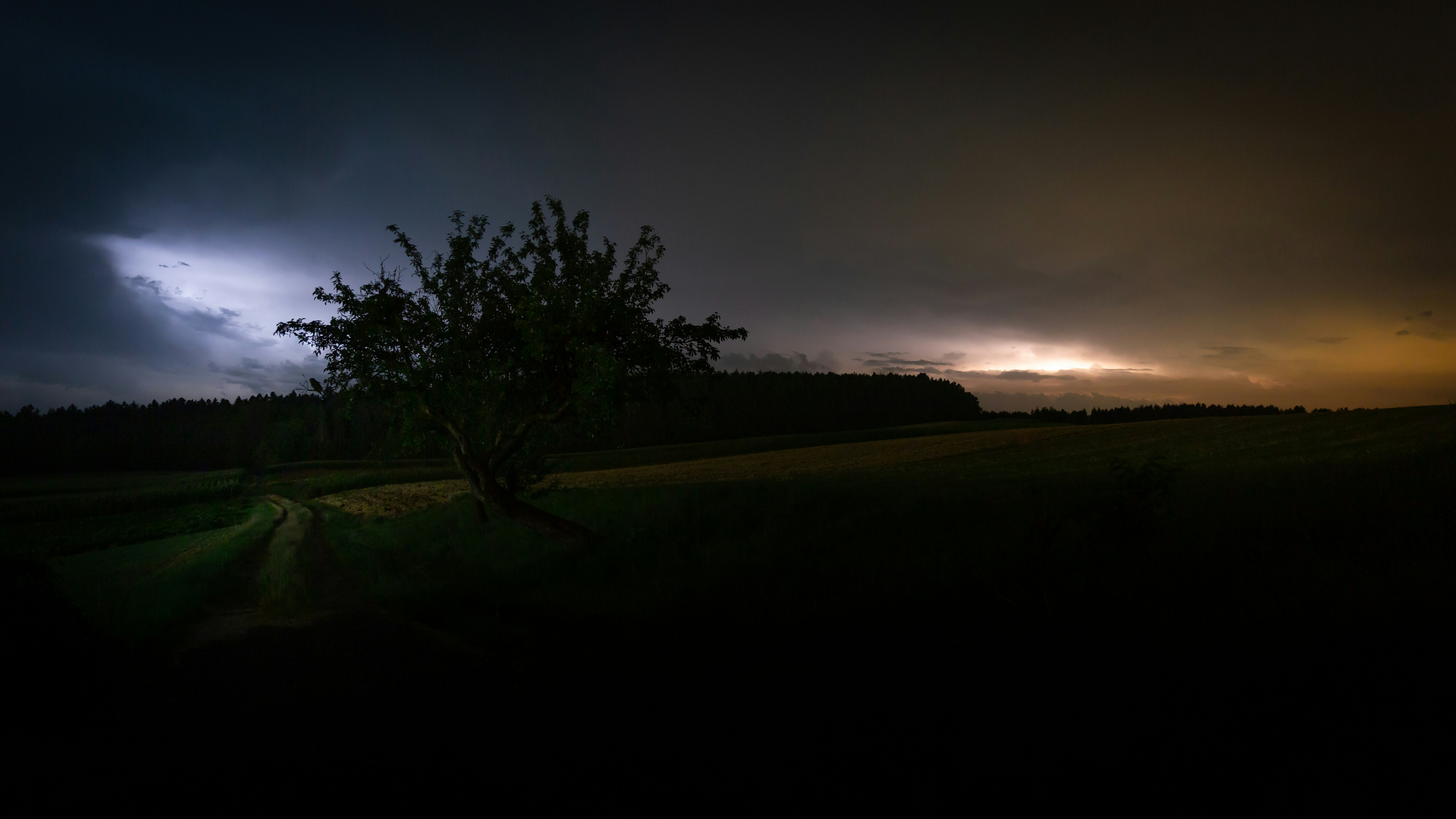 フィールド上の緑の木の写真 Unsplashで見つけるグレーの無料写真