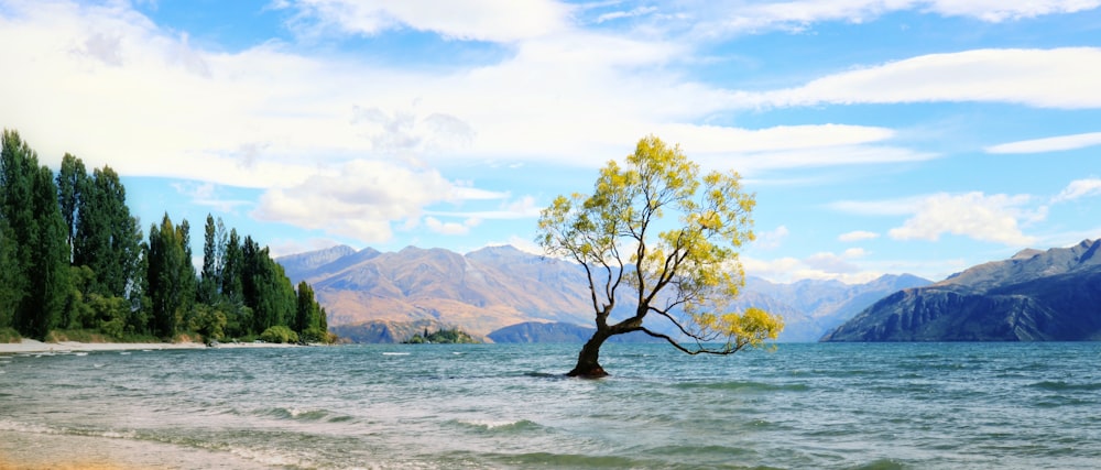 arbre jaune et noir