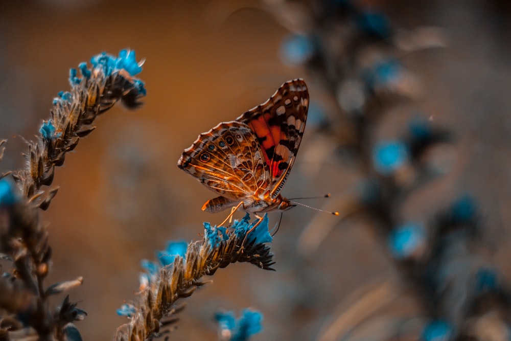 brown butterfly on blue flower