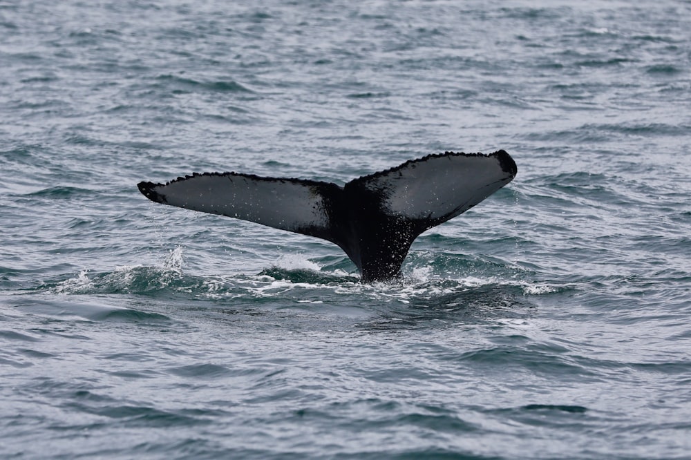 black whale tail