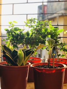 Herb Garden Kit