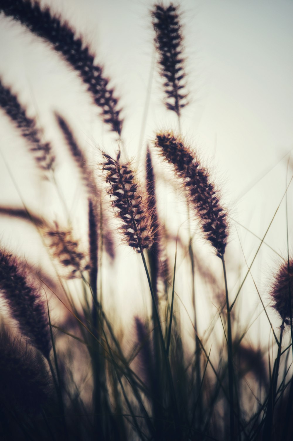 a close up of a bunch of tall grass