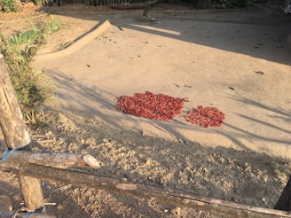 A pile of red chilies is spread out on a concrete surface, likely drying under the sun. Shadows of nearby objects or plants are cast on the ground, suggesting afternoon sunlight. The surrounding area includes some plants and an unfinished wooden fence, with soil and scattered leaves around.