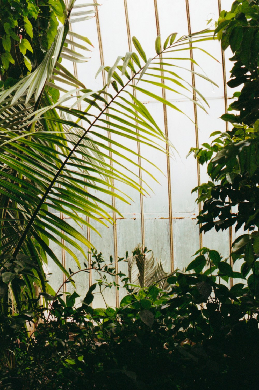 green-leafed plant